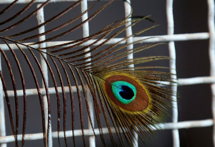 پرورش طاووس و قرقاول