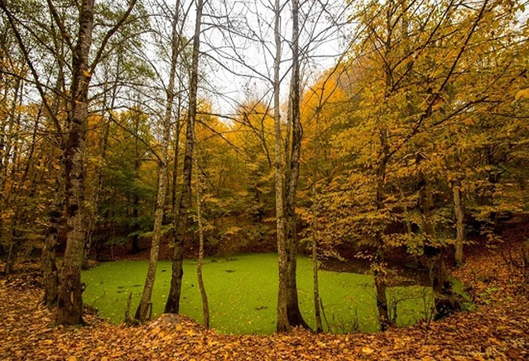 تصاویری زیبا از جنگل‌های هیرکانی