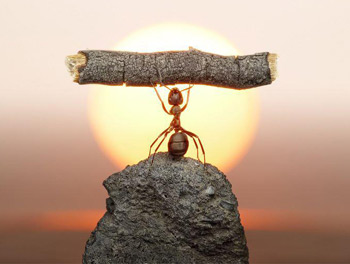 بیشتر مردم منتظر فرا رسیدن سال نو هستند تا دوباره به عادت های کهنه مشغول شوند . (پائولو کوئلیو)