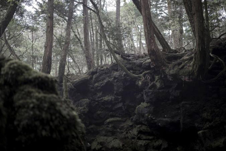 جنگل آئوکیگاهارا، ژاپن ( Aokigahara Forest, Japan )