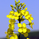 بررسی مارکر مولکولی پیوسته با صفت طول غلاف در جمعیت دابلد هاپلویید کلزا (Brassica napus)