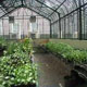 گلخانه و کشت گلخانه ای