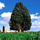 سرو مهر یا درخت یلدا
