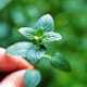 مروری بر Phytoremidation (ترمیم گیاهی) در مقابل فلزات سنگین و استفاده از فراورده های جانبی آنها