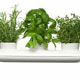 گسترش استفاده از گیاهان دارویی