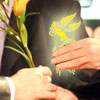 سیمرغ توقیفی