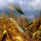 شناسایی، مقایسه بیماری زایی و تعیین پراکنش شبه گونه های Bipolaris عامل پوسیدگی ریشه و طوقه گندم در استان کرمانشاه