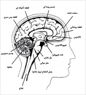مقطعى از مغز
