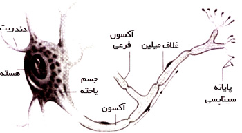 طرح کلی نورون. مسیر تکانهٔ عصبی را پیکان‌ها نشان می‌دهند. بعضی آکسون‌ها شاخه‌شاخه می‌شوند به‌نام آکسون فرعی. بسیاری از آکسون‌ها را غلاف میلین پوشانده که موجب سرعت بیشتر حرکت تکانهٔ عصبی می‌شود.