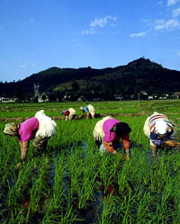 مزرعه برنج‌ درآستارا، آستارا
